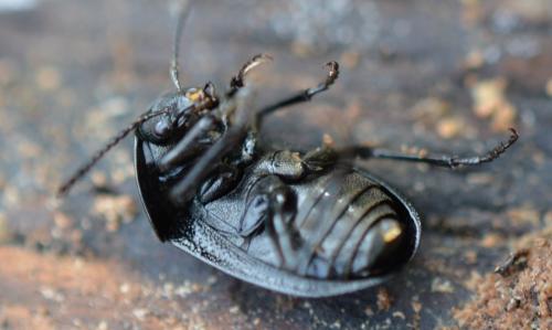 Phosphuga atrata